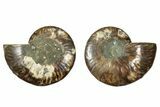 Cut & Polished, Agatized Ammonite Fossil - Madagascar #344482-1